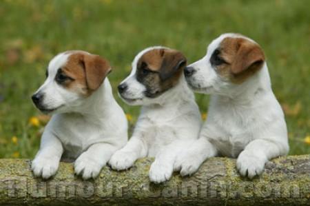 Les 3 amis pour la vie !!!